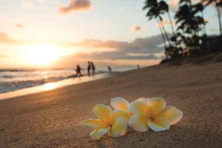 Plumeria flowers on the shore on sunset beach with golden sunlight and people on background